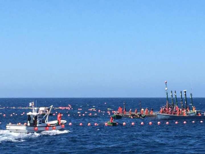 Atún almadraba Barbate